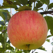 Яблоня Бессемянка Мичуринская