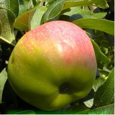 Яблоня Богатырь