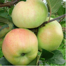 Яблоня Болотовское