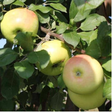 Яблоня Брянское золотистое (3-летка)