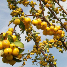 Яблоня декоративная Голден Хорнет