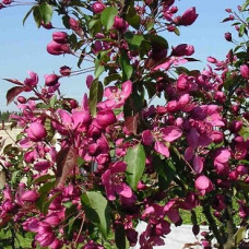 Яблоня декоративная Макамик