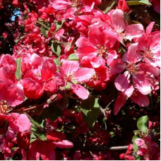 Яблоня декоративная Малиновка