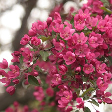Яблоня декоративная Недзвецкого