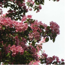 Яблоня декоративная Невиль Копеман