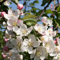 Яблоня декоративная Профессор Шпренгер