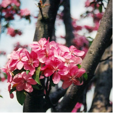 Яблоня декоративная Ред Барон