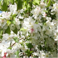 Яблоня декоративная Ред Джейд