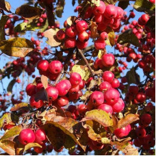 Яблоня декоративная Ред Сентинел