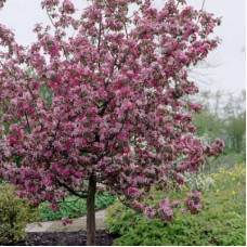 Яблоня декоративная Рудольф