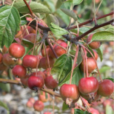 Яблоня декоративная Эверест 