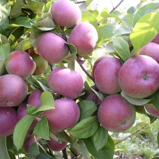 Яблоня Фармел