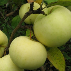 Яблоня Феникс алтайский