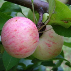 Яблоня Грушовка Московская