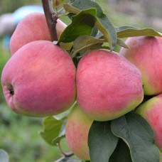 Яблоня Кандиль орловский