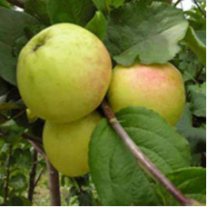 Яблоня карликовая Братчуд