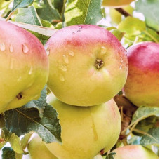 Яблоня карликовая Чудное