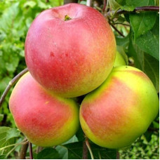 Яблоня карликовая Ковровое