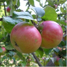 Яблоня карликовая Приземленное