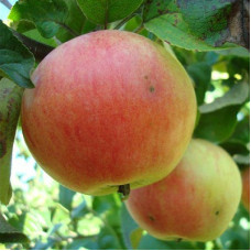 Яблоня карликовая Соколовское