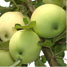 Яблоня карликовая Юнга