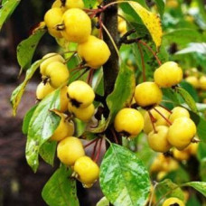 Яблоня Китайка золотая