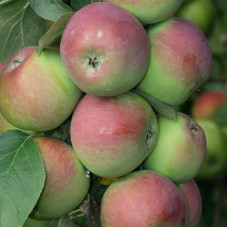 Яблоня колонновидная Джин