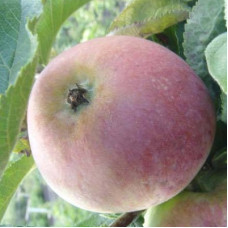 Яблоня колонновидная Кумир