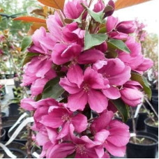 Яблоня колонновидная краснолистная Малиновое ожерелье