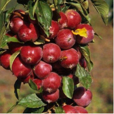 Яблоня колонновидная Манящий Аромат