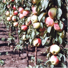 Яблоня колонновидная Валюта