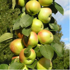 Яблоня колонновидная Янтарное ожерелье