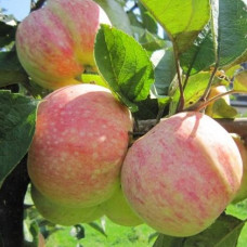 Яблоня Конфетное