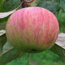 Яблоня Коричное полосатое