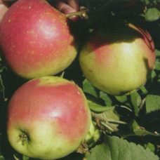 Яблоня Краса Свердловска