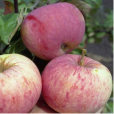 Яблоня Орлинка