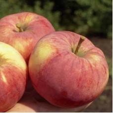 Яблоня Орловим