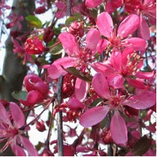 Яблоня декоративная Роял Бьюти