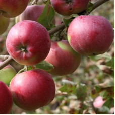 Яблоня Рождественское