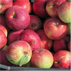 Яблоня Слава Переможцам (Слава Победителям)