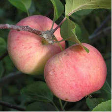 Яблоня Соковое-3