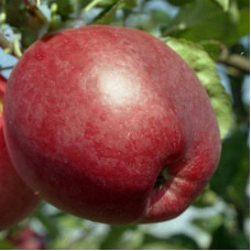 Яблоня Строевское