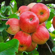 Яблоня Уэлси