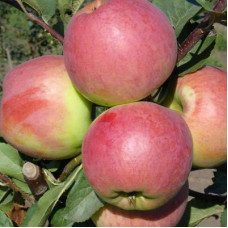 Яблоня Успенское