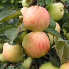 Яблоня Юбиляр