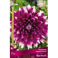 Георгина Ярра Фоллс (декоративная)