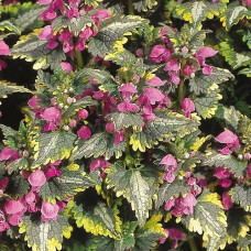 Яснотка пятнистая Голден Эннивесари  