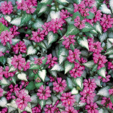 Яснотка пятнистая Пёпл Дрэгон  