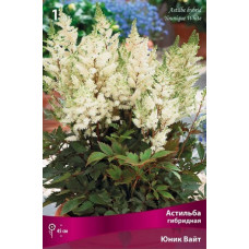 Астильба Юник Вайт (гибридная)