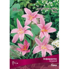Зефирантес мощный Пинк